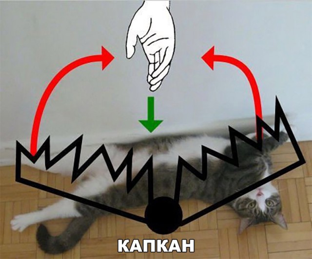 Коты и Кошки
