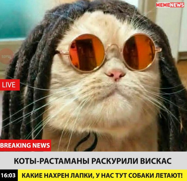 Коты и Кошки