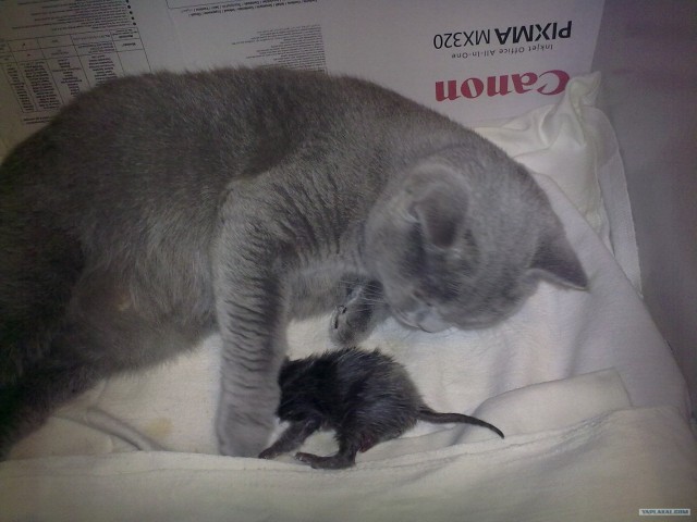 Котовторник 27.12.11