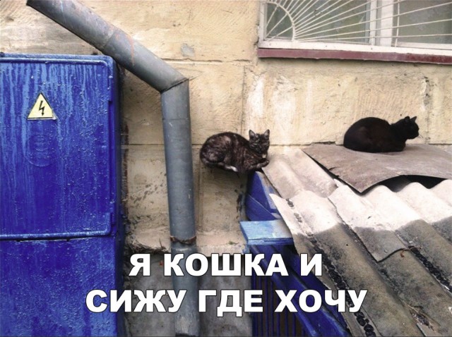 Нестандартный юмор