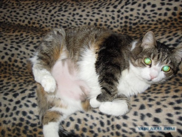 Котовторник! 13.03.2012