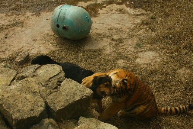 Тигр и его лучший друг