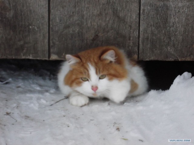 Новогодний Котовторник 01.01.2013