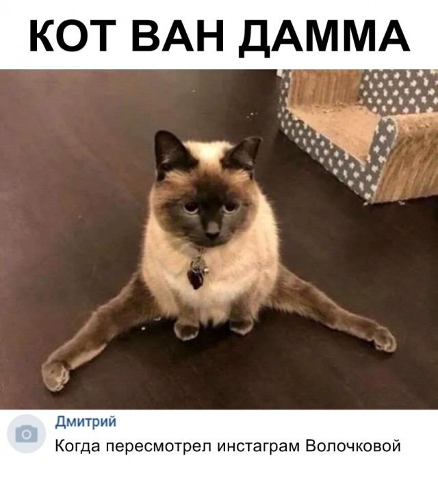 Забавные фото котеек