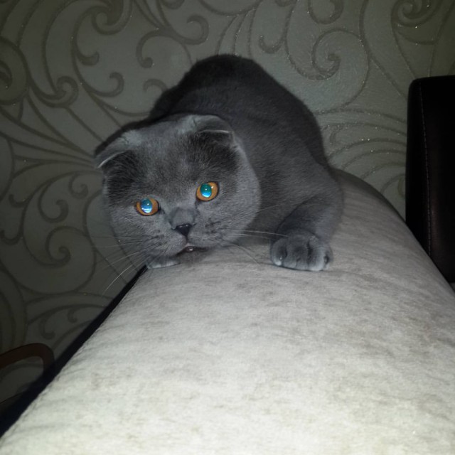 Живность из сети