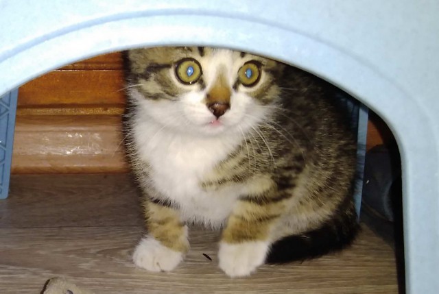 Котовторник  06.08.2019
