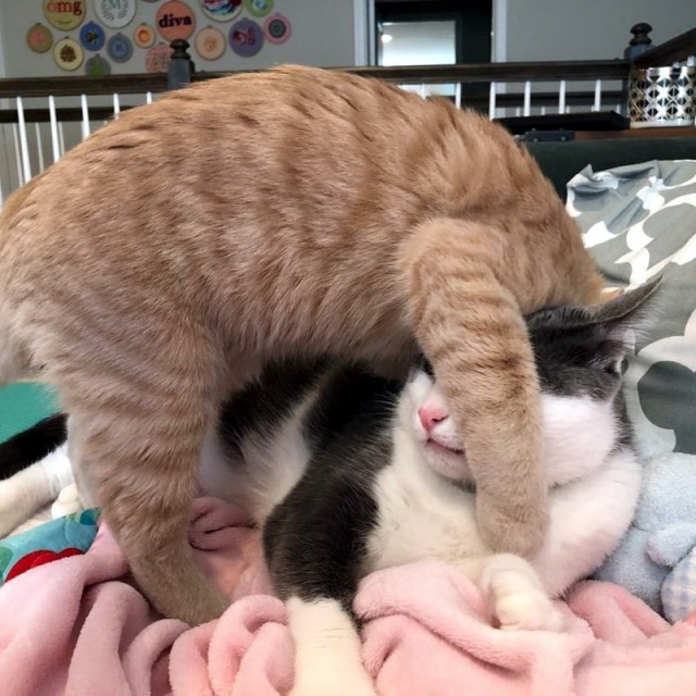 Забавные картинки с котами из сети