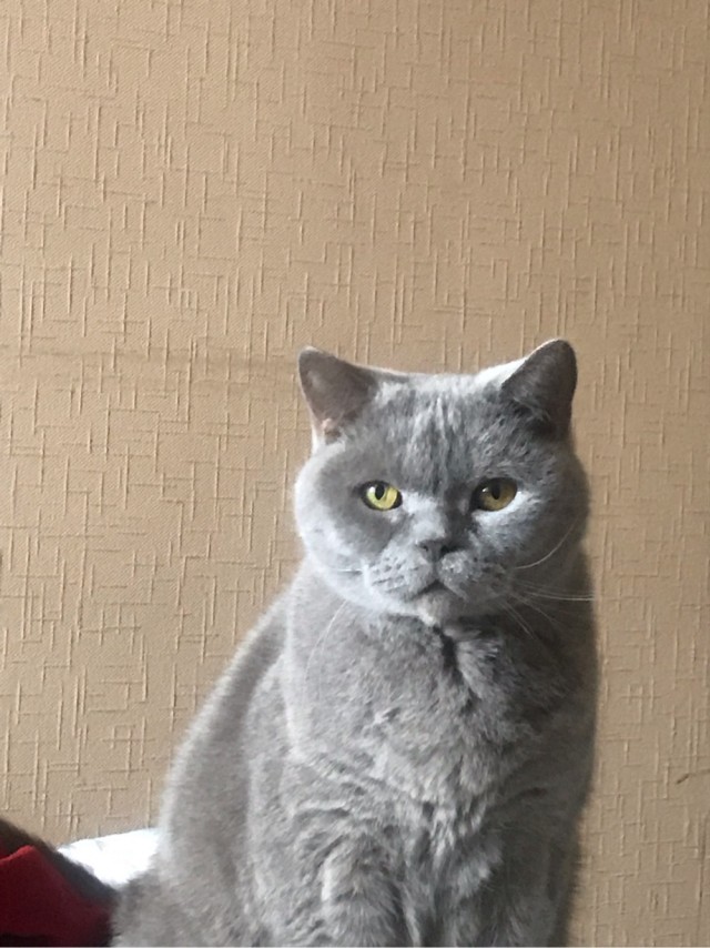 Котофеев пост