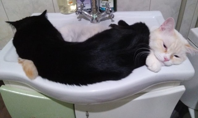 Ну, с котовторником!
