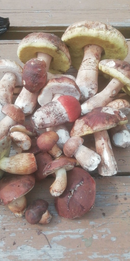 Ура, товарищи, началось грибное время!