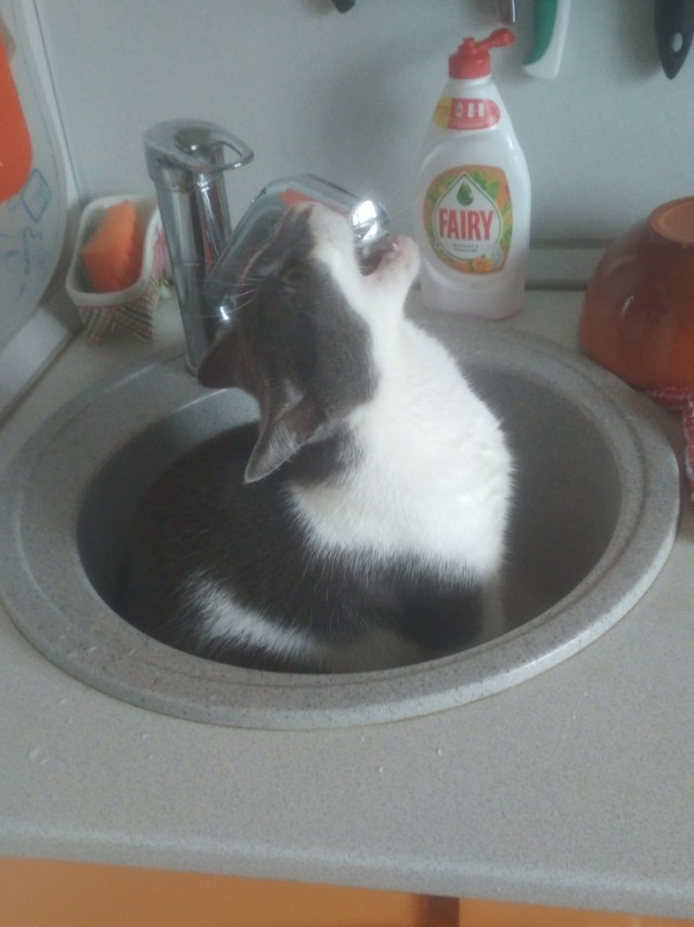 "Удоли!" Дурацкие фото котеек, которые они просили не показывать