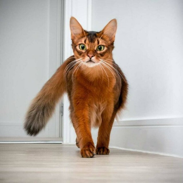 К - Котогеничность