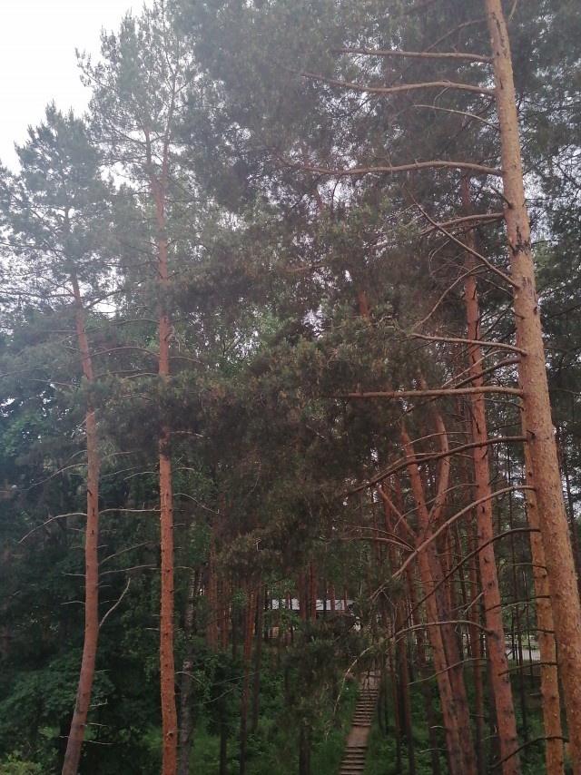 Живу в Сосновом Бору