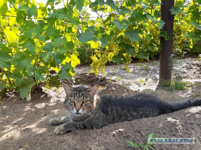 Коты в США - 2