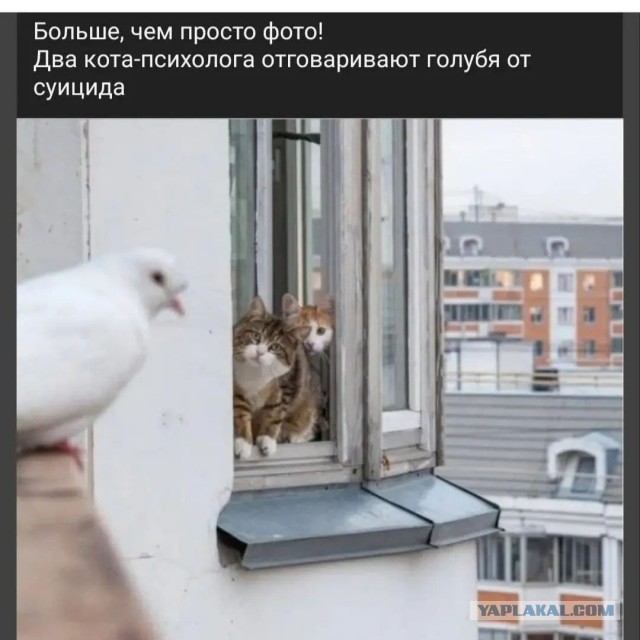Веселые картинки и видосики