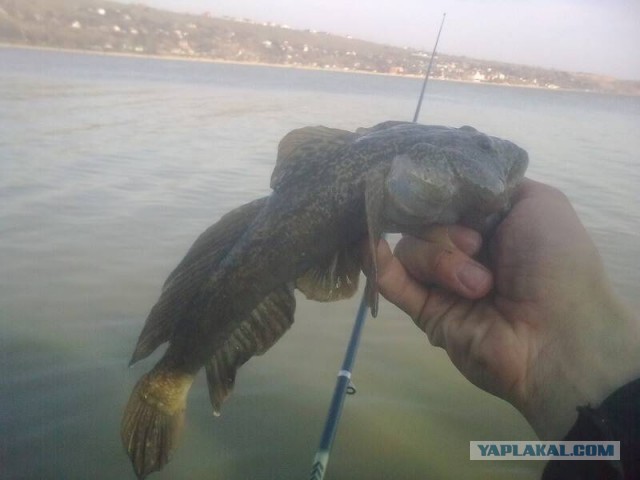 Всё к черту! Рыбалка, Цой и Розенбаум