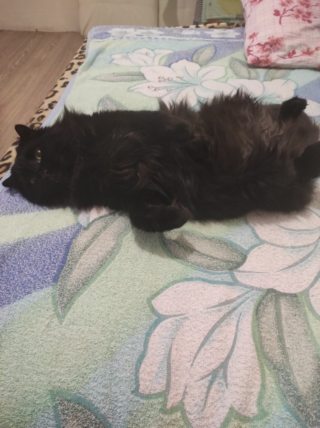 Котовторник ведь начался!