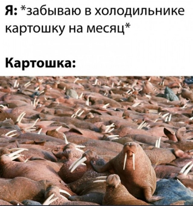 Баянисто-небаянистый юмор 29.08.22