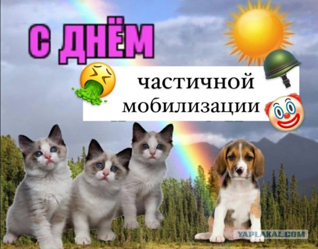Лайфхак мобилизованным