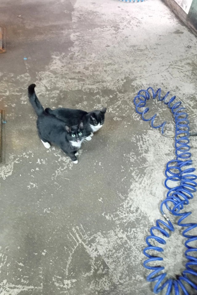 Милаха ещё одного друга привел!