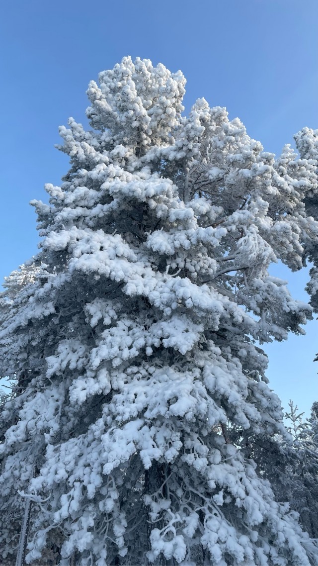 Одно зимнее фото