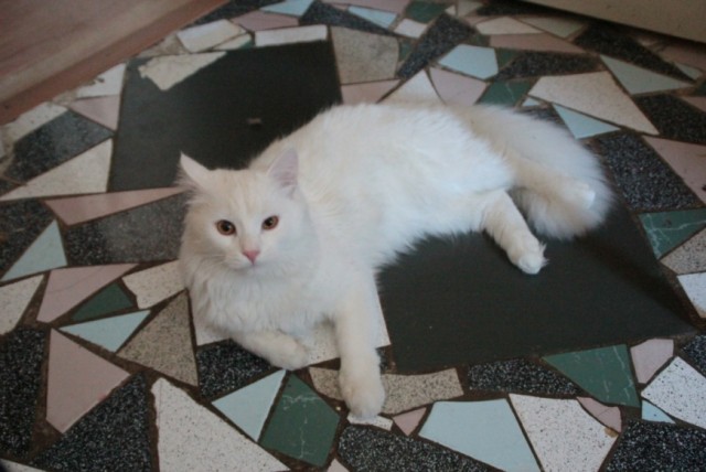 Котовторник 30.04.2013