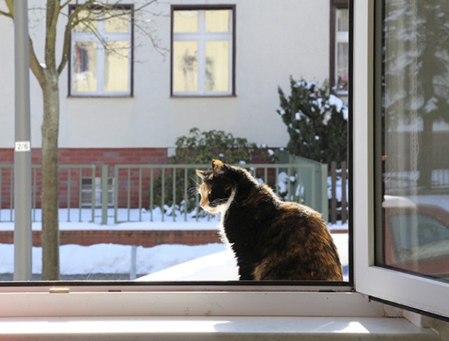 Котовторник  07.05.2013