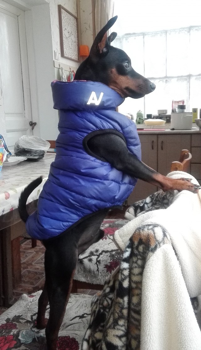 Четверг, собака