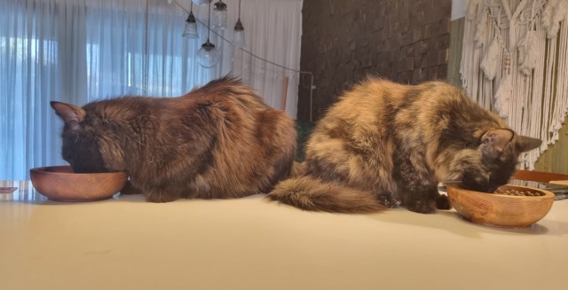 Котовторник и я теперь котораб