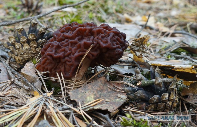 Урожай сморчков в Сибири