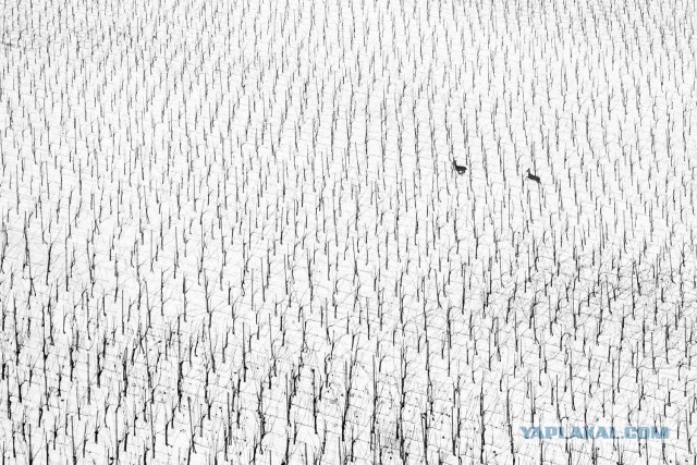Объявлены победители конкурса World Nature Photography Awards 2025