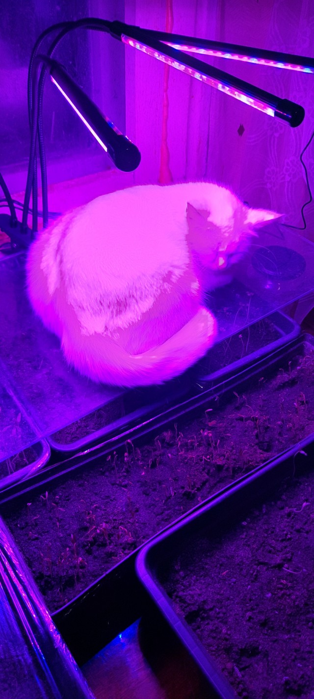 Эффект белой кисы.