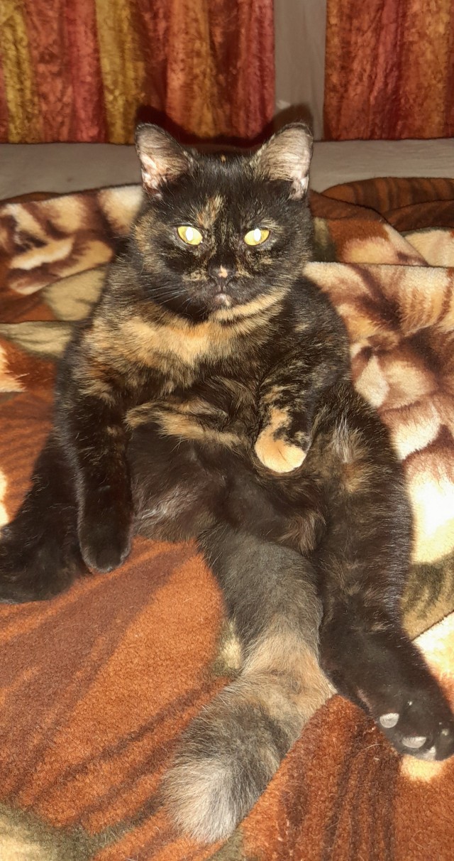 Спящий кот