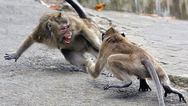 Про людей и макак.