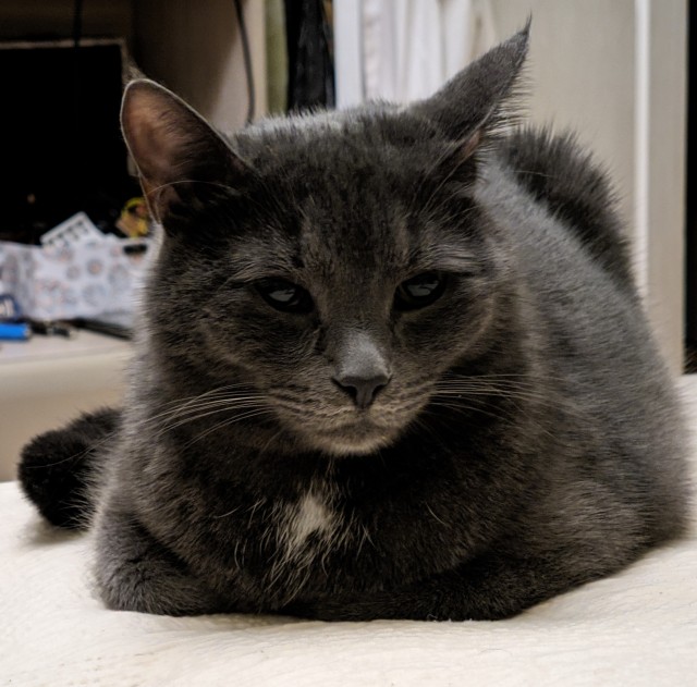 Жизнь кота