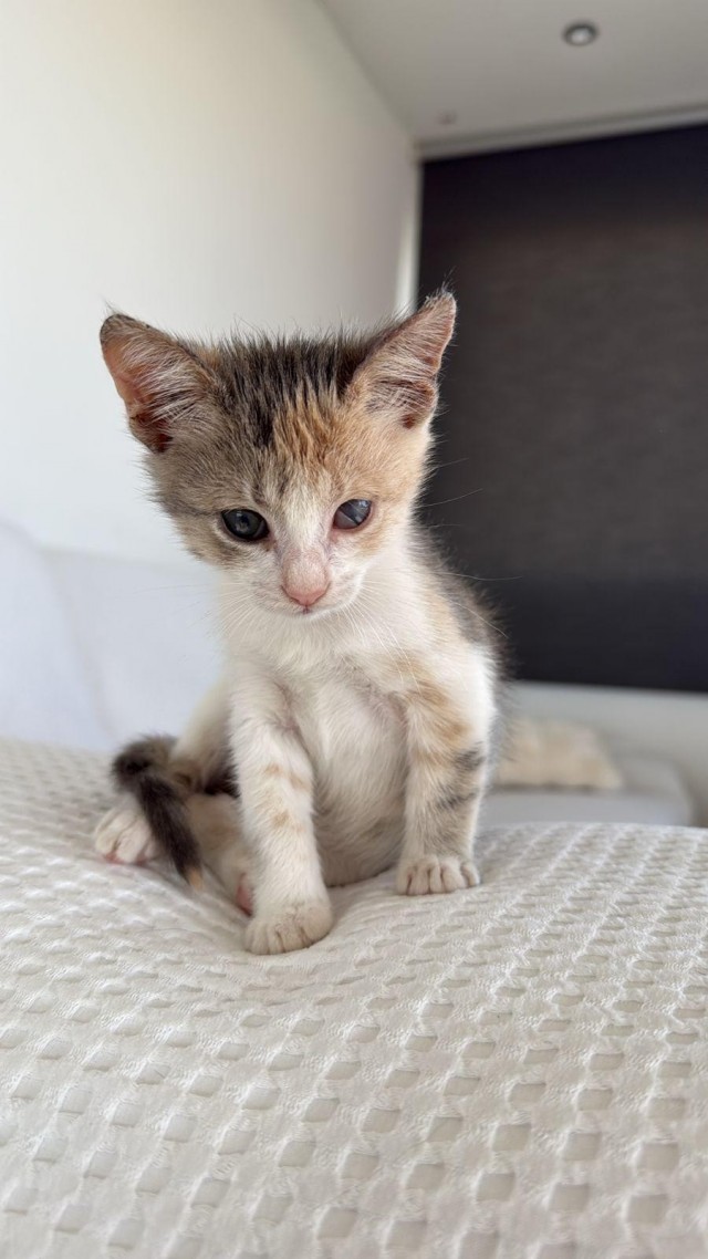 80 г => 3,1 кг (котовторник)