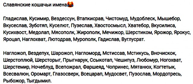 Кайфарик, Наполеон и Котикоша вошли в число необычных кличек для кошек в Москве