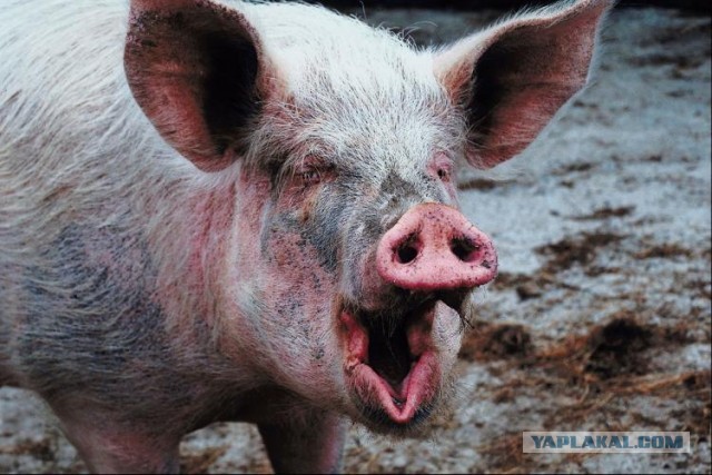 Борец и мясо: кто кого?