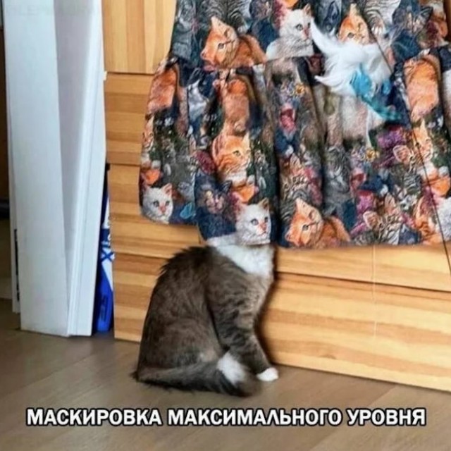 Картиночки, баянчики 26 июня