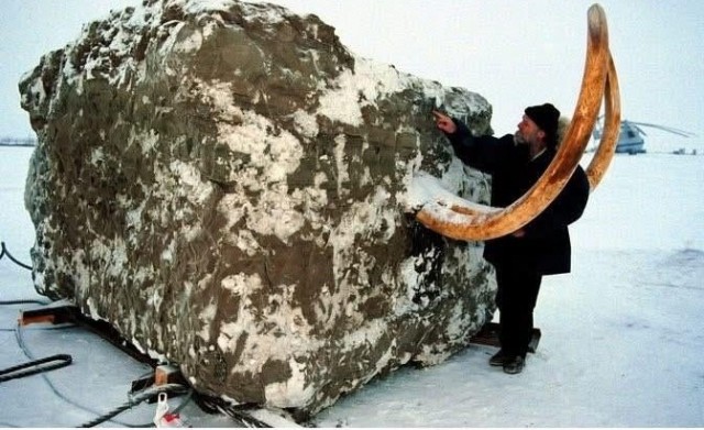 Осенью 1999 года ученые вырезали из вечной мерзлоты огромный блок, чтобы извлечь останки мамонта.