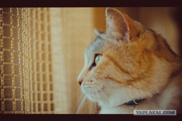 Котовторник 01.04.2014