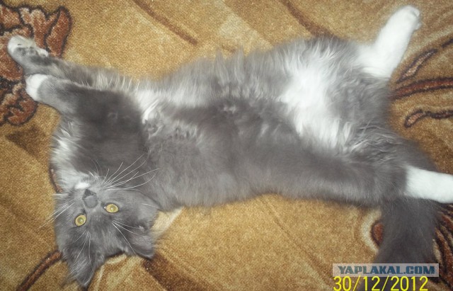 Котовторник  08.04.2014