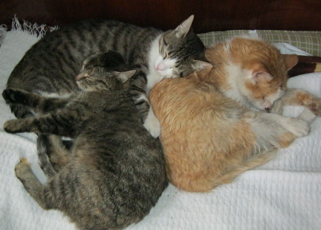 Котовторник   15.04.2014