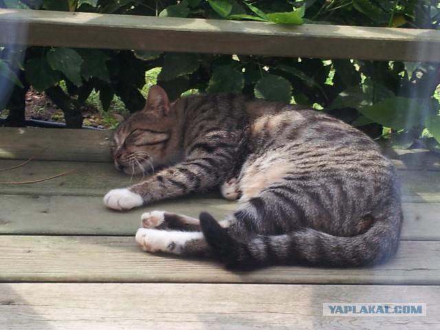 Котовторник 02.09.2014