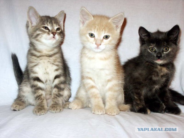 Котенок по имени Фокс.