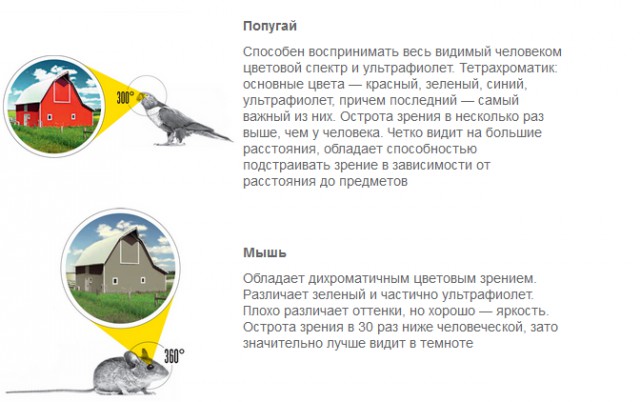 Сравнение зрения человека и некоторых животных