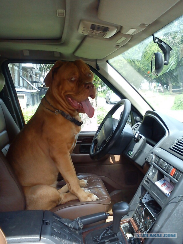 Водитель отхватил от пешехода