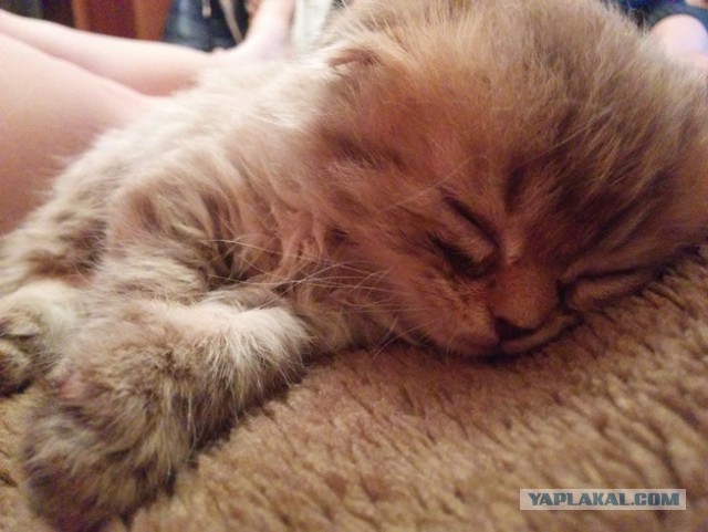 Котовторник 2.12.14