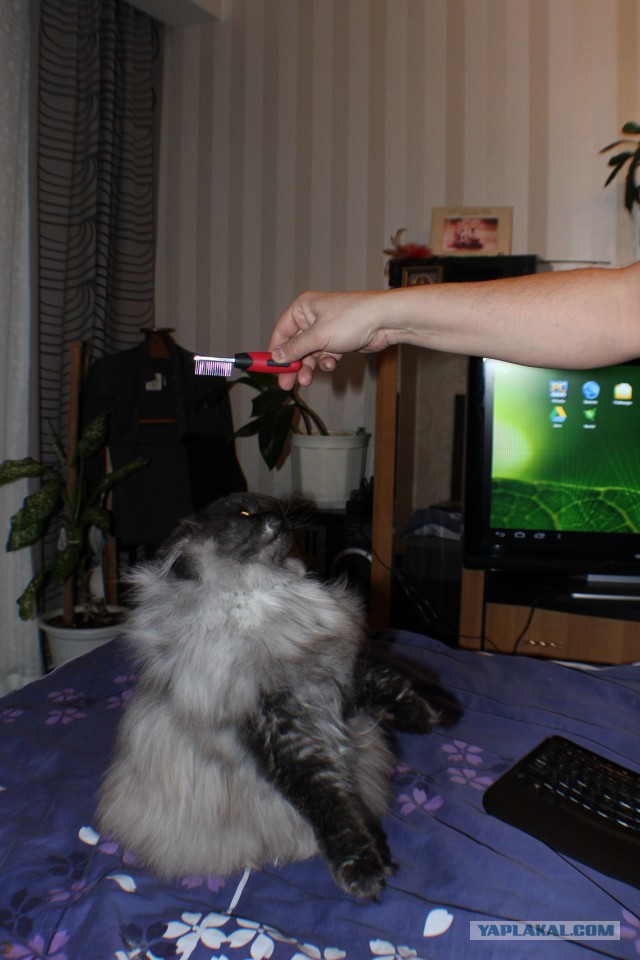 Котовторник