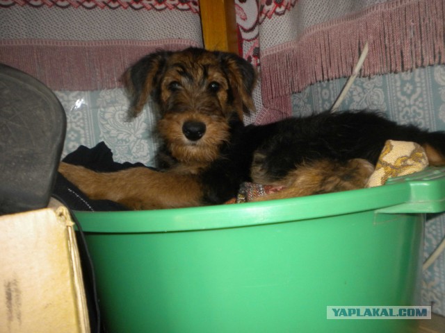 Самые популярные породы собак